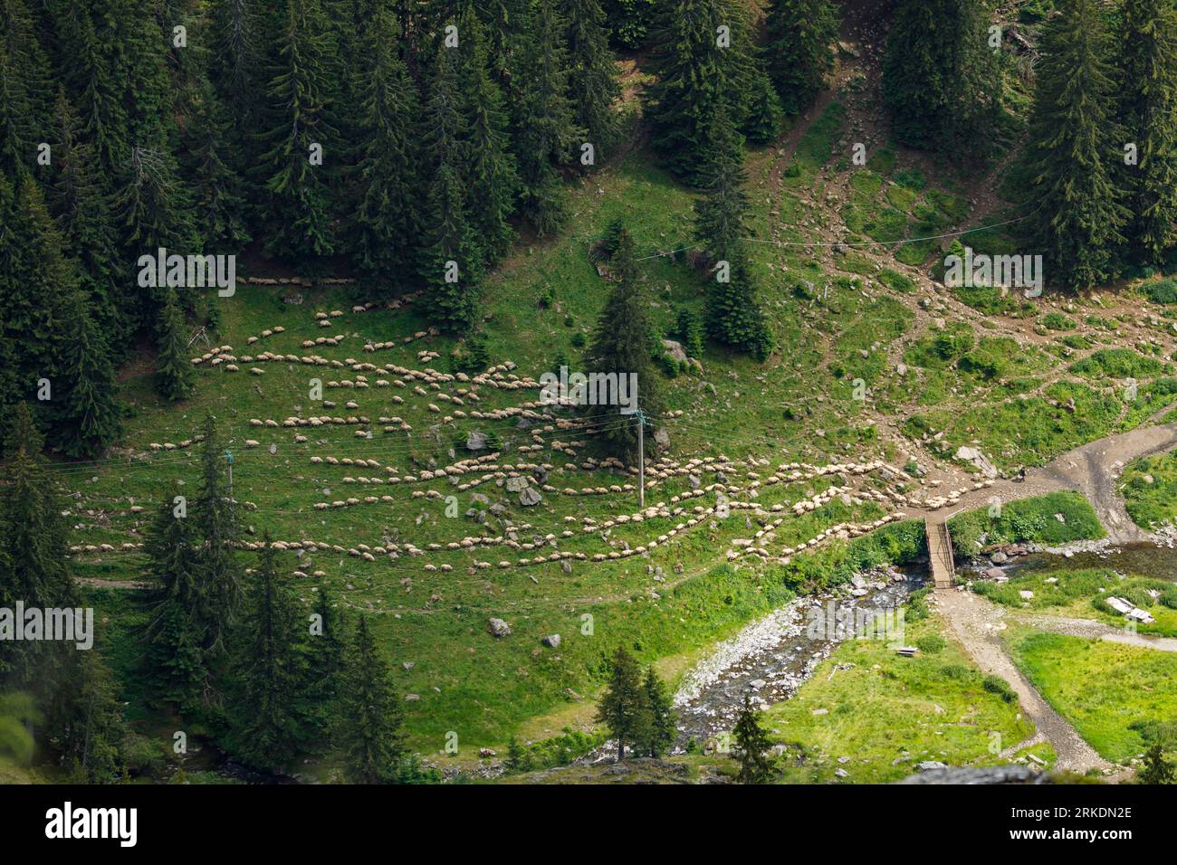 Una mandria di pecore nei Carpazi in Romania Foto Stock