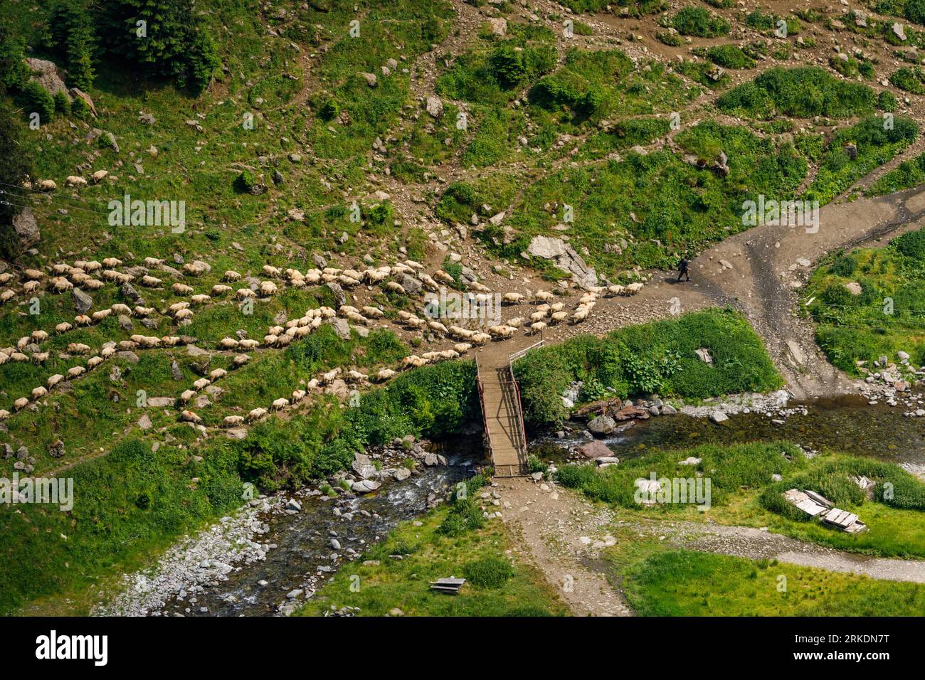 Una mandria di pecore nei Carpazi in Romania Foto Stock