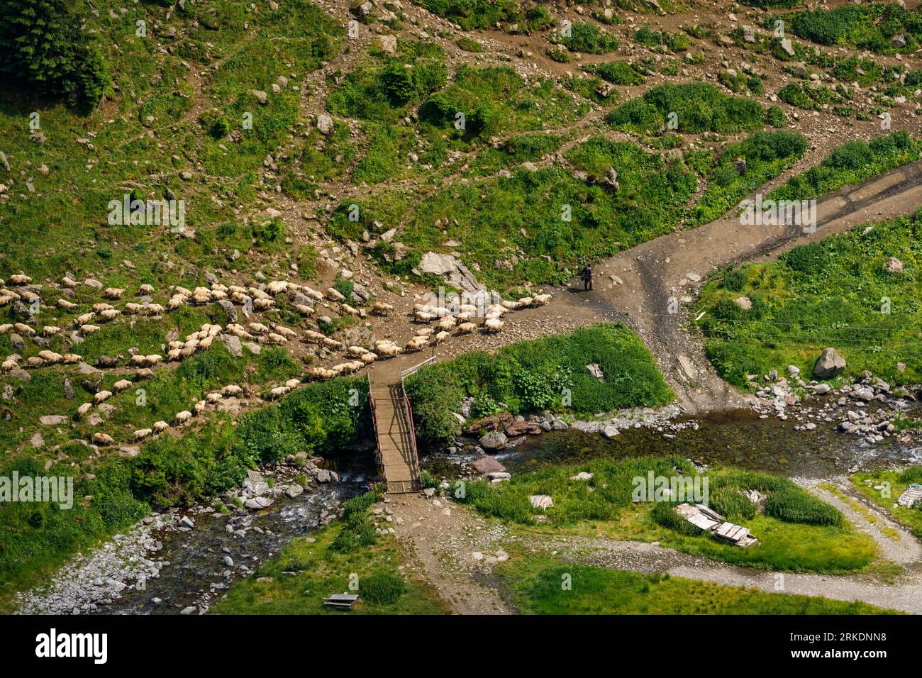 Una mandria di pecore nei Carpazi in Romania Foto Stock