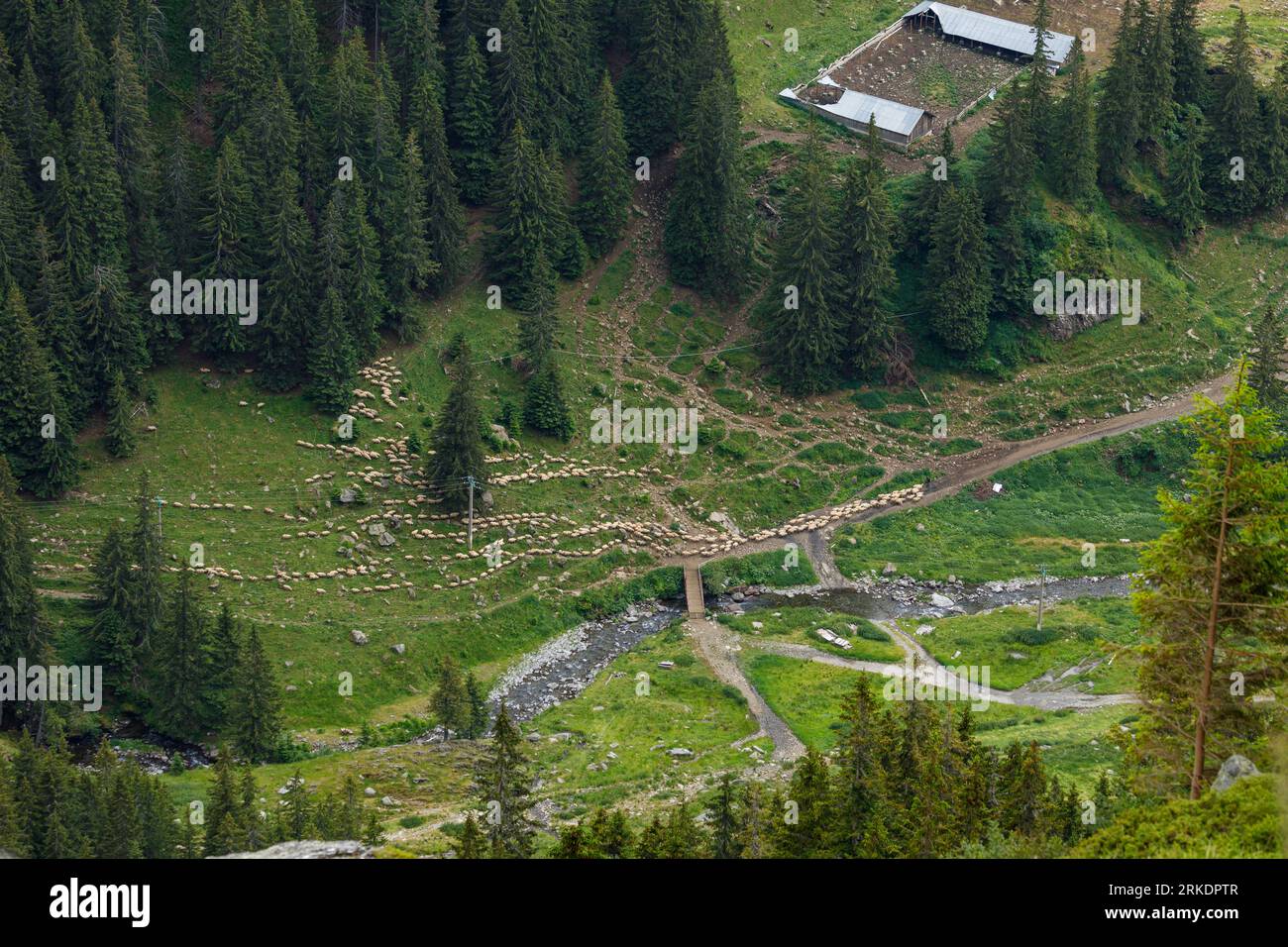 Una mandria di pecore nei Carpazi in Romania Foto Stock