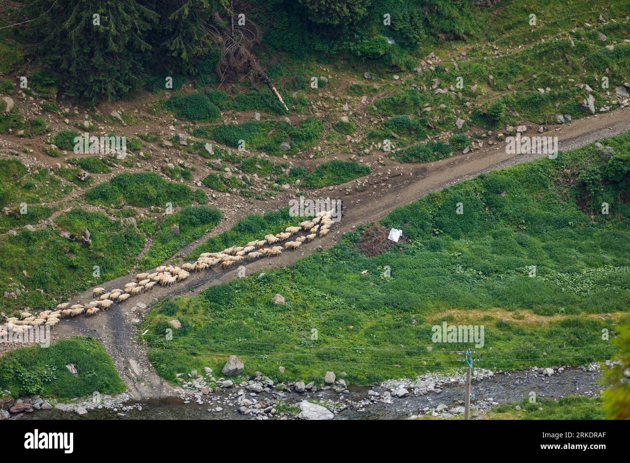Una mandria di pecore nei Carpazi in Romania Foto Stock
