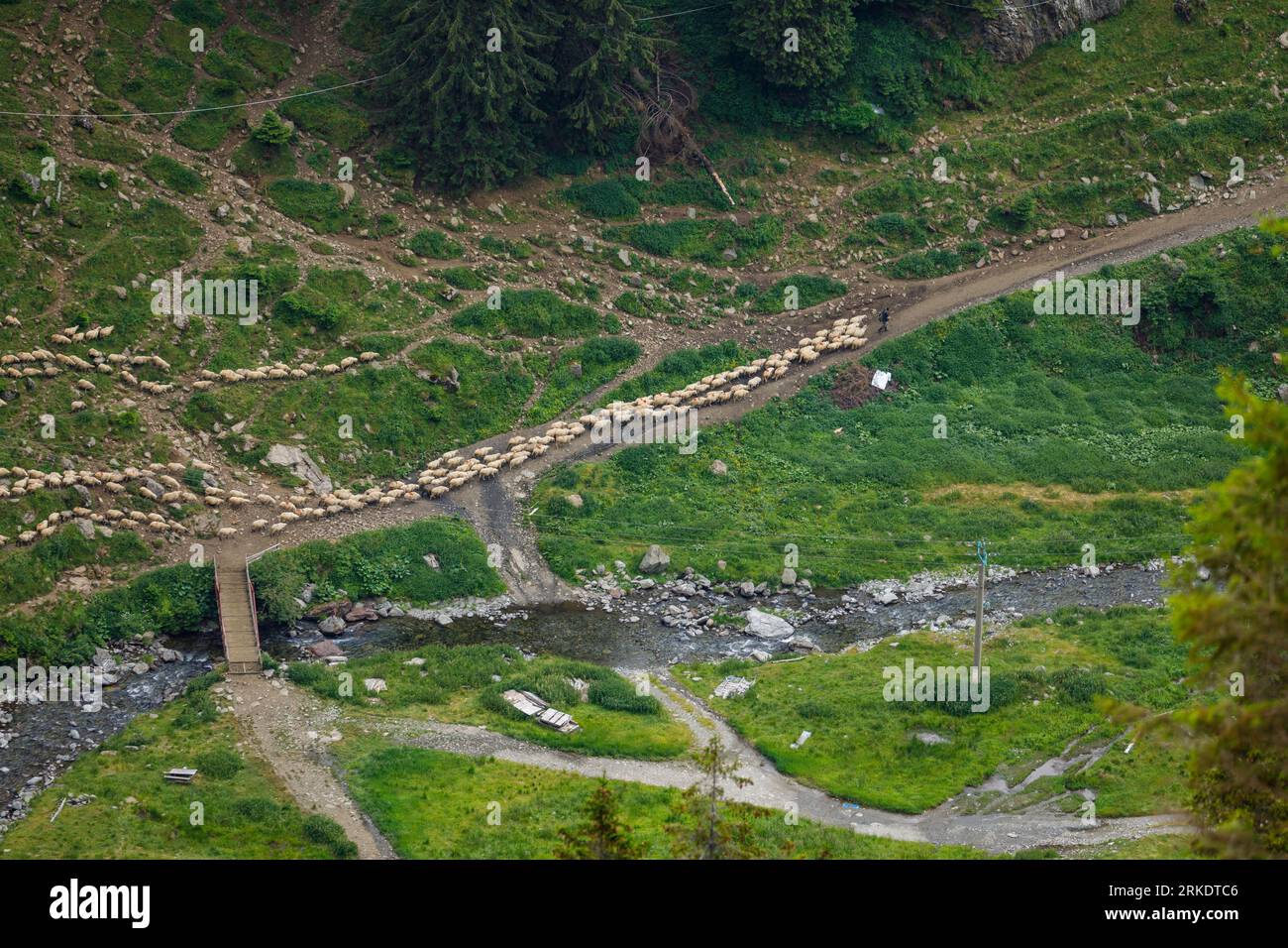 Una mandria di pecore nei Carpazi in Romania Foto Stock