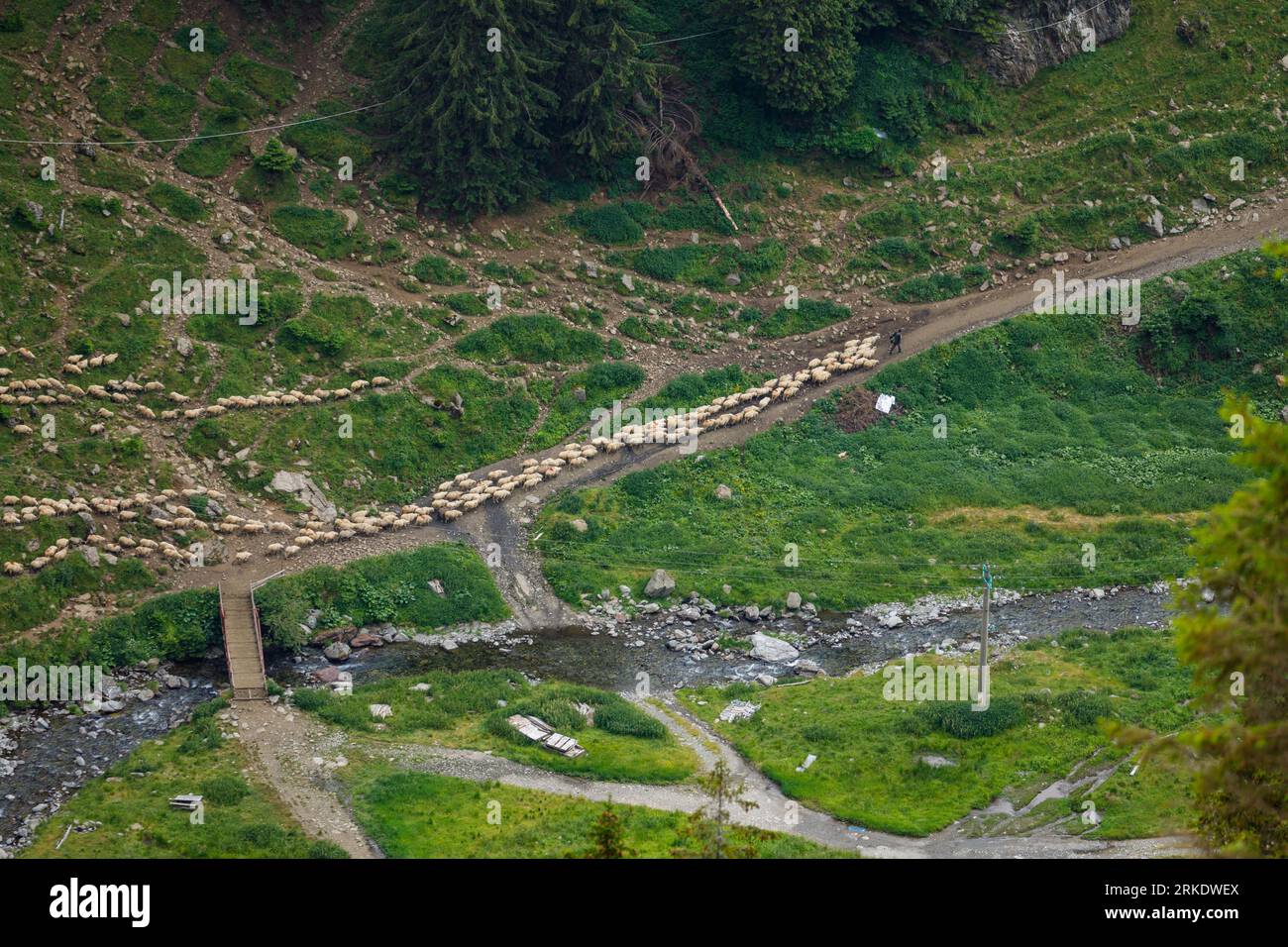 Una mandria di pecore nei Carpazi in Romania Foto Stock
