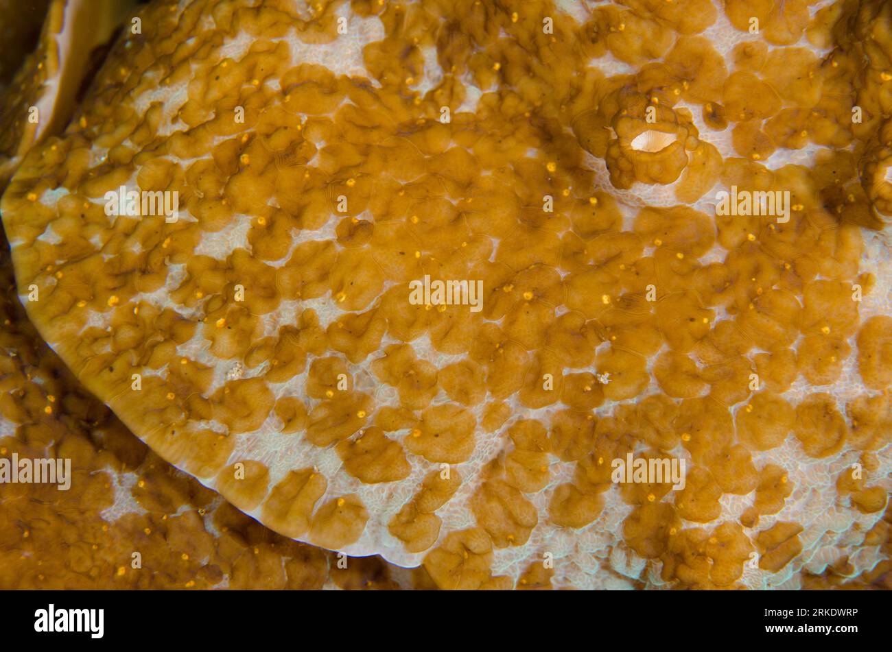 Acoel flatworms, Waminoa sp, on Coral, Liberty Wreck dive site, Tulamben, Karangasem, Bali, Indonesia Foto Stock