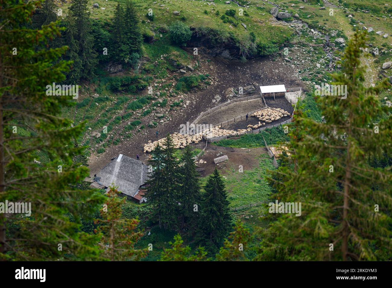 Una mandria di pecore nei Carpazi in Romania Foto Stock