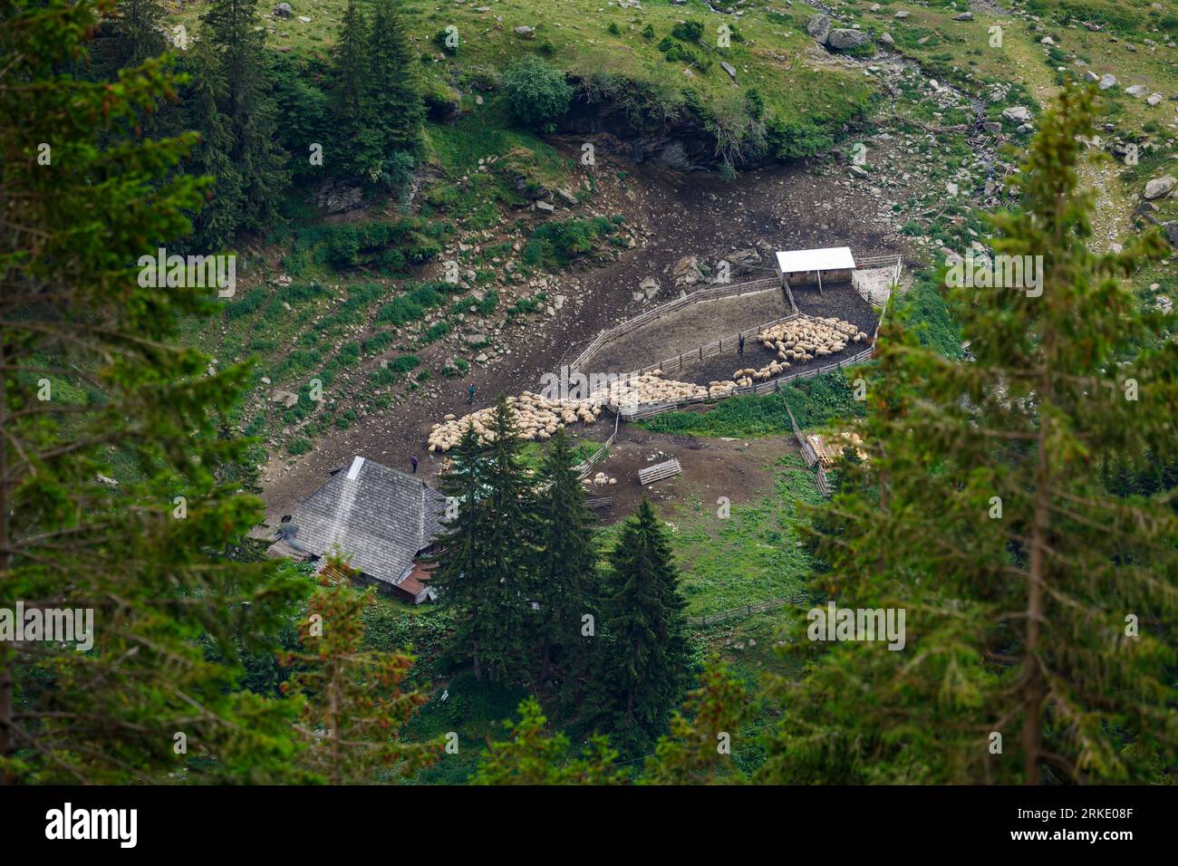 Una mandria di pecore nei Carpazi in Romania Foto Stock