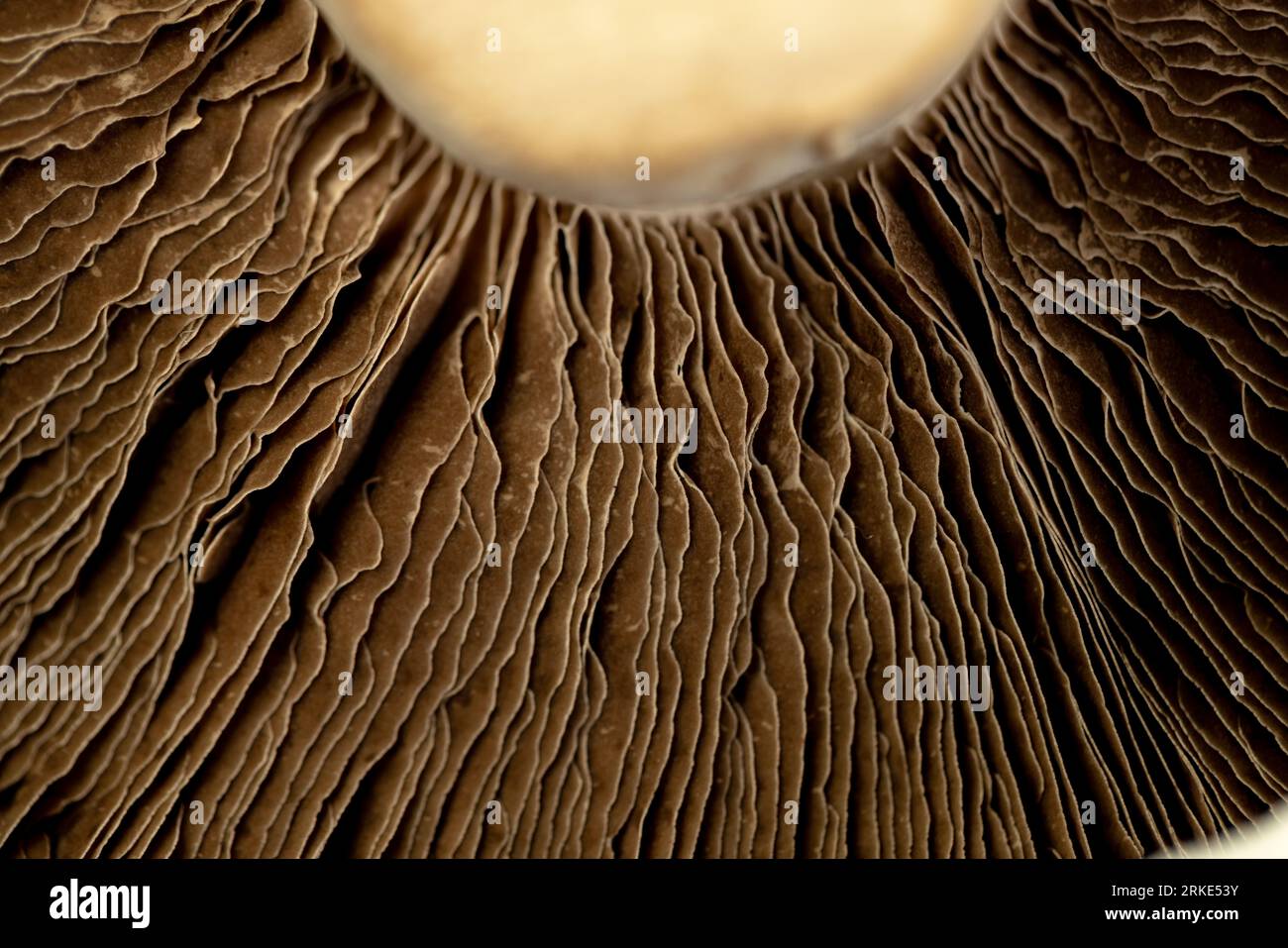 Micro primo piano delle lame a fungo e del cappuccio Foto Stock