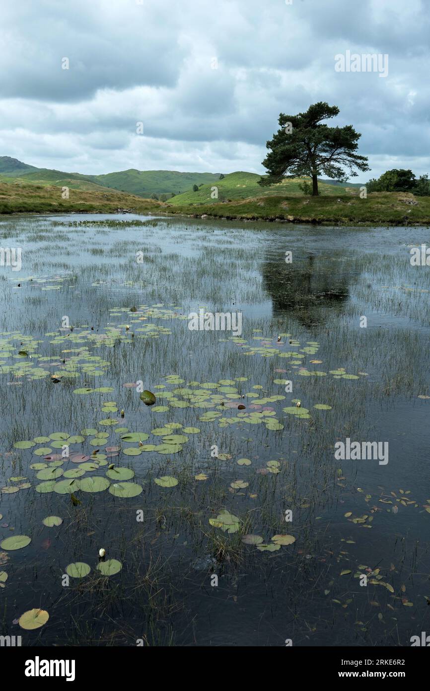 Kelly Hall Tarn Pond, Lake District, Regno Unito Foto Stock