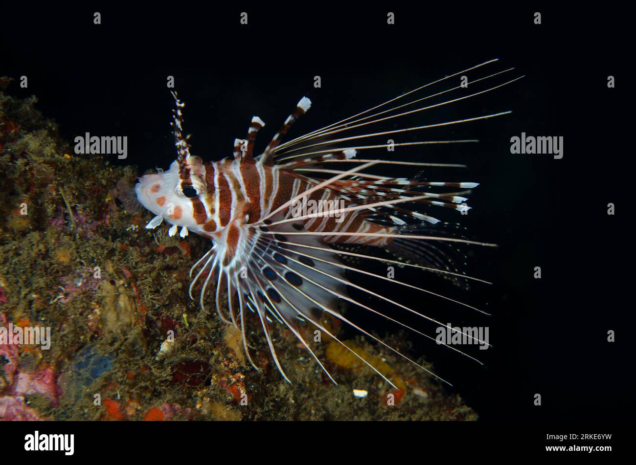 Spotfin Lionfish, Pterois antennata, Maulana Jetty, banda Neira, Maluku, banda Sea, Indonesia Foto Stock