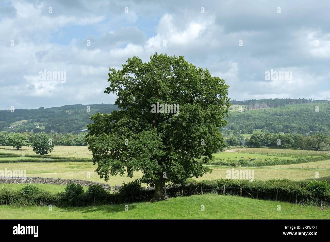 In mezzo all'albero, Lake District UK Foto Stock