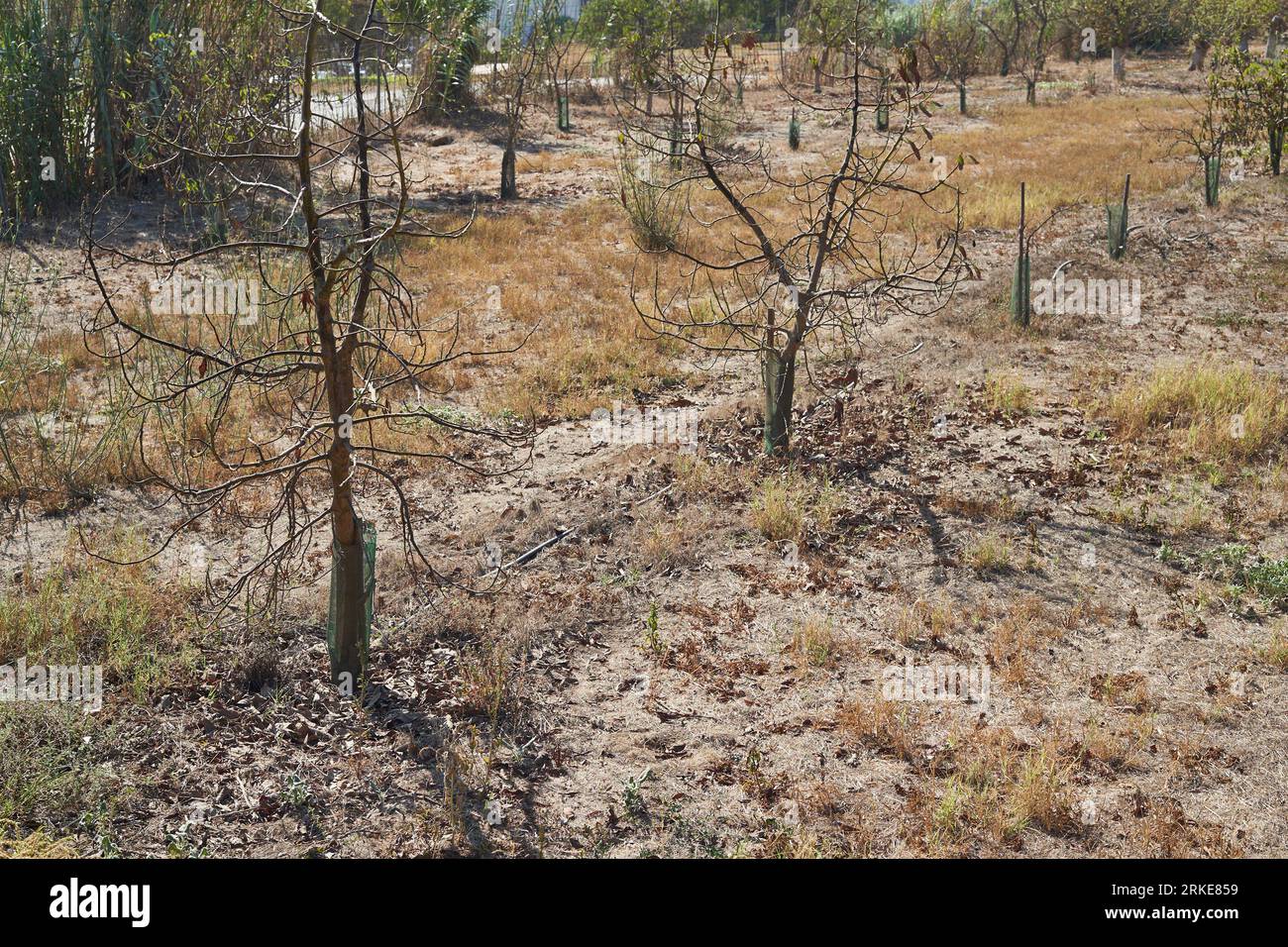 Trapiche, Spain. 24th Aug, 2023. Plants with burnt leaves supported by drip irrigation on a farm in the municipality of Trapiche in the Axarquia region. The Junta de Andalucía has limited consumption to 1,500 cubic meters per hectare; at this time of year, 4,000 cubic meters would be needed. The water from the desalination plants on the coast is expensive and insufficient for the crops' needs. In addition, the treatment plants still need to improve their piping system. Credit: Felipe Passolas/dpa/Alamy Live News Foto Stock