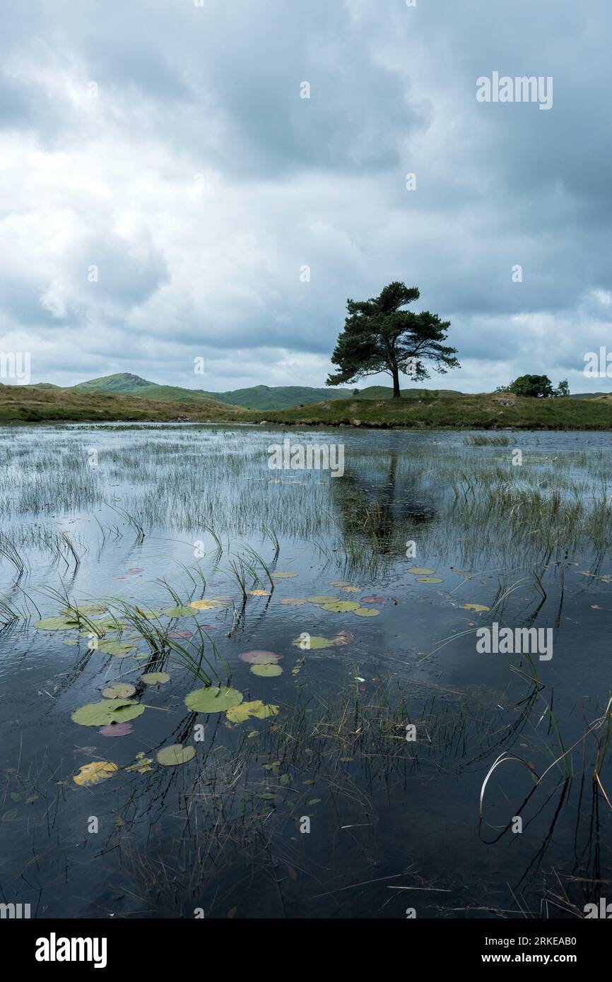 Kelly Hall Tarn Pond, Lake District, Regno Unito Foto Stock