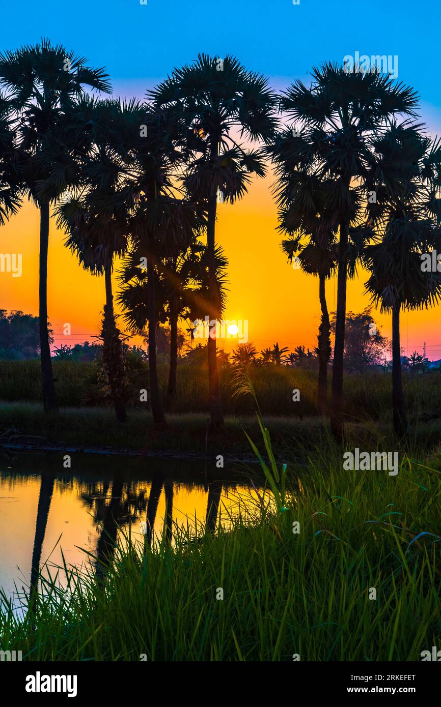 L'atmosfera mattutina al sorgere del sole con le sagome di file di palme, stagni che riflettono alberi e campi erbosi in primo piano. Natur Foto Stock