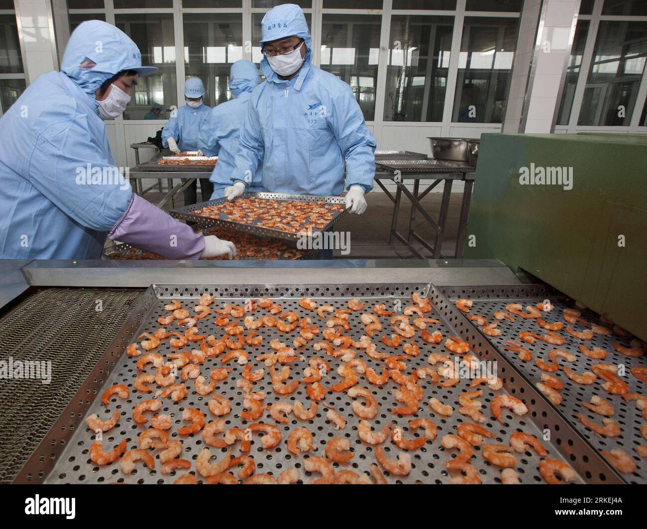 Bildnummer: 55261784 Datum: 14.04.2011 Copyright: imago/Xinhua (110414) -- ZHOUSHAN, 14 aprile 2011 (Xinhua) -- i lavoratori lavorano carne di gamberi in una fabbrica di pesce a Zhoushan, provincia dello Zhejiang della Cina orientale, 14 aprile 2011. Le esportazioni locali di pesce in Giappone aumentarono dopo il terremoto che colpì il Giappone l'11 marzo 2011. (Xinhua/Chen Bingqun) (lmm) CINA-ZHEJIANG-SEAFOOD EXPORT GROWTH (CN) PUBLICATIONxNOTxINxCHN Wirtschaft kbdig xcb 2011 quer o0 Arbeitswelten Gesellschaft Krabben Schrimps sortieren Bildnummer 55261784 Data 14 04 2011 Copyright Imago XINHUA Zhou Shan Apr 14 2011 XINHUA Work Foto Stock