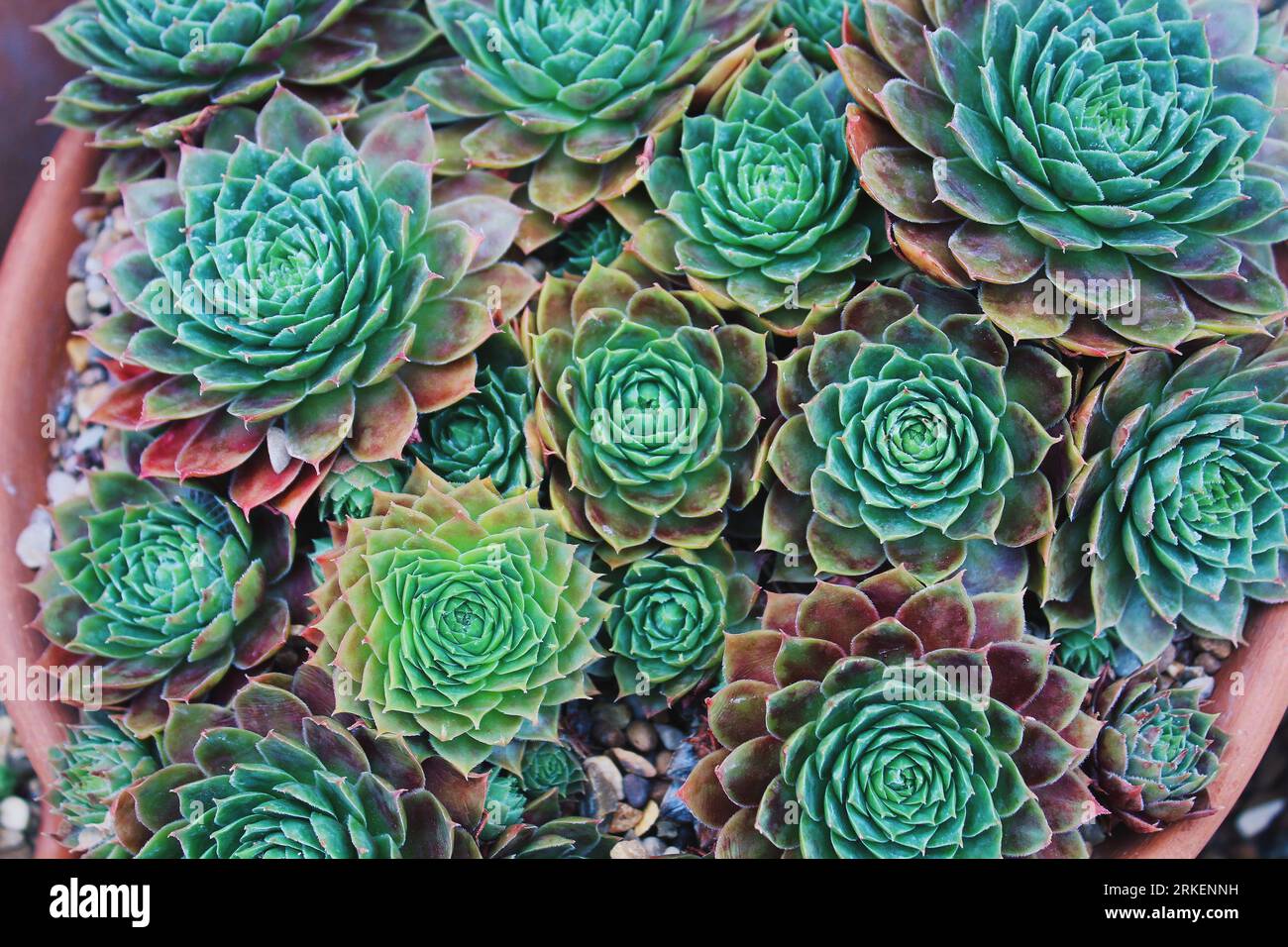 Succulenti in vaso Foto Stock