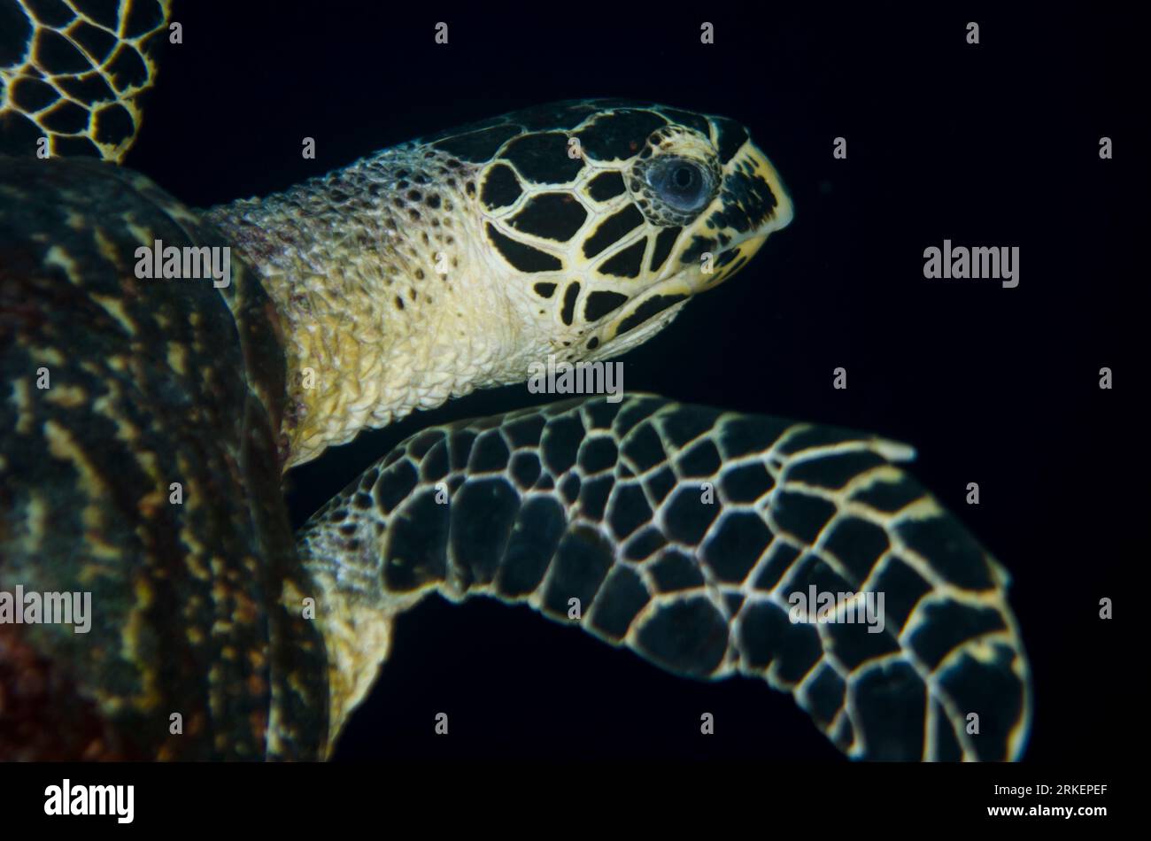 Tartarughe, Caretta caretta, classificata come vulnerabile, sito di immersione di Snake Ridge, Gunung API, Manuk, Maluku, banda Sea, Indonesia Foto Stock