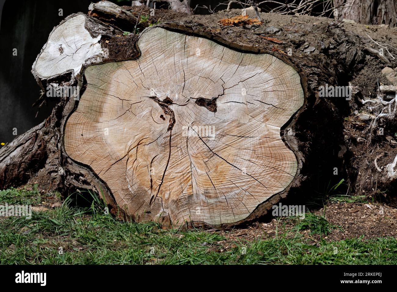 Sezione trasversale della conifera segata in un cimitero, Warwickshire, Regno Unito Foto Stock