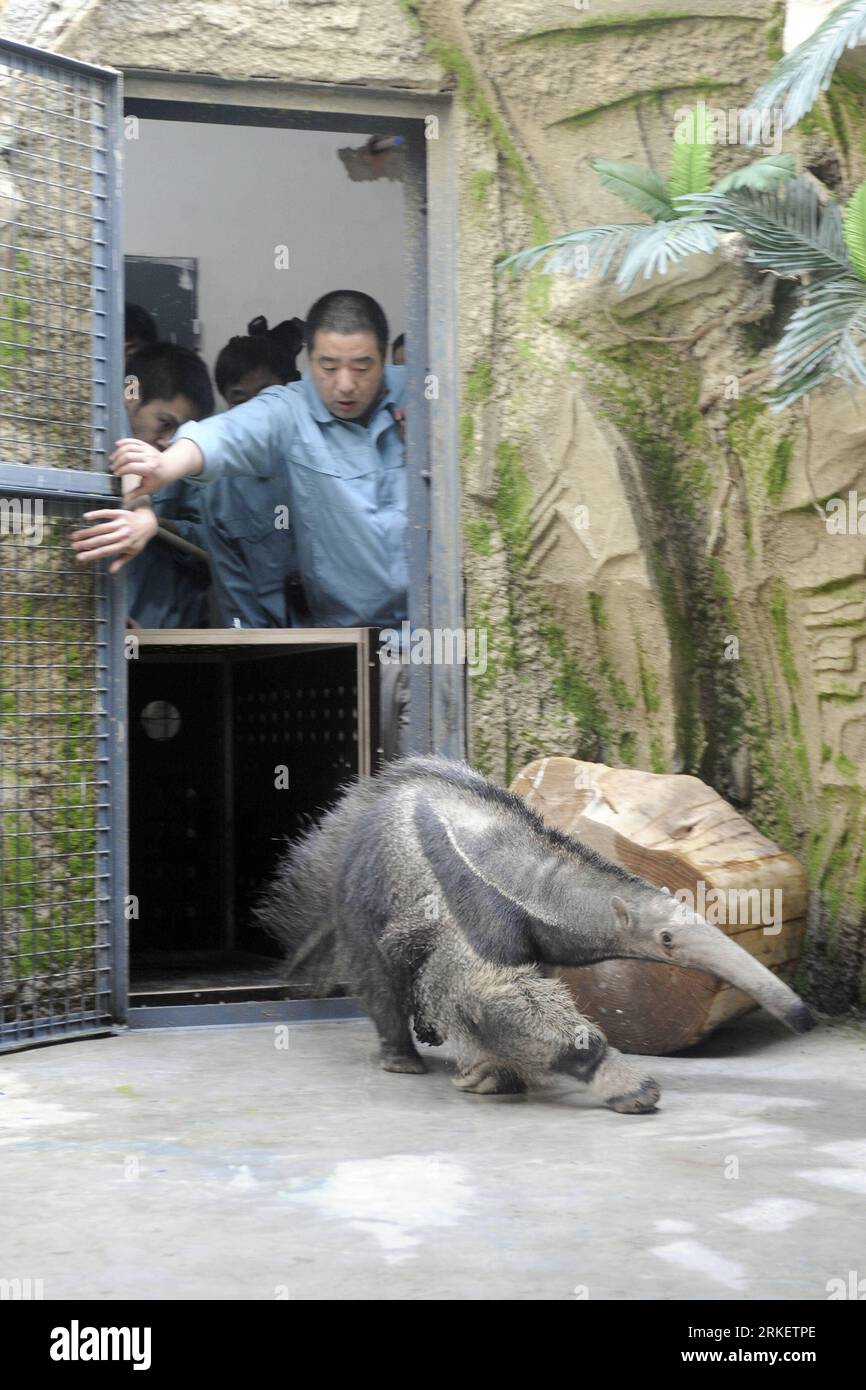 Bildnummer: 55295588 Datum: 27.04.2011 Copyright: imago/Xinhua (110428) -- PECHINO, 28 aprile 2011 (Xinhua) -- un orso formico arriva nella nuova casa dello zoo di Pechino, capitale della Cina, 27 aprile 2011. Il nuovo padiglione per animali americani è stato completato di recente nello zoo di Pechino. Diversi animali, come alpaca, formiche e bisonti, si sono trasferiti nel nuovo padiglione mercoledì pomeriggio. Incontreranno i visitatori nella loro nuova casa durante la prossima festa di maggio. (Xinhua/Yang Tianxiao) (zgp) CHINA-BEIJING-ZOO-ANIMAL-NEW HOME (CN) PUBLICATIONxNOTxINxCHN Gesellschaft Tiere kbdig xsk 2011 Hoch o Foto Stock