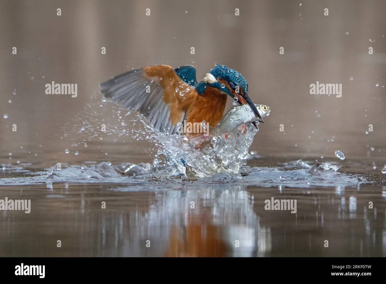 E' una grossa presa. Bourne, Inghilterra: LE SPLENDIDE immagini di un kingfisher che fa delle graziose immersioni e balla sotto la pioggia, catturando i suoi pesci sono state a circa Foto Stock