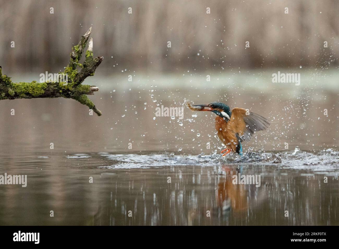 Un tuffo e una presa per il kingfisher. Bourne, Inghilterra: SPLENDIDE immagini di un kingfisher che fa delle graziose immersioni e balla sotto la pioggia, catturando me Foto Stock