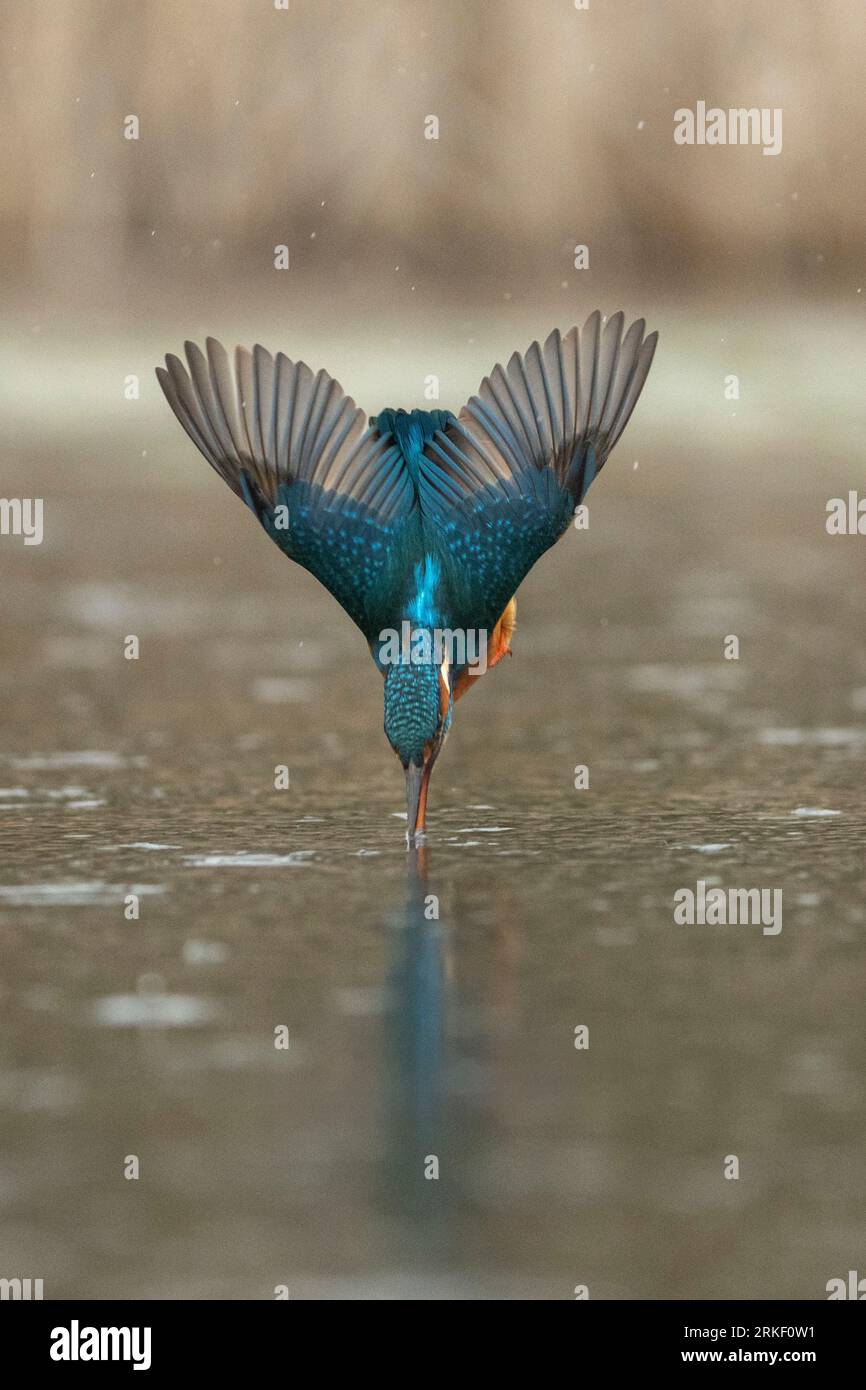 Direttamente in acqua a 25 km/h. Bourne, Inghilterra: SPLENDIDE immagini di un kingfisher che fa immersioni e balla sotto la pioggia, catturando la sua f Foto Stock