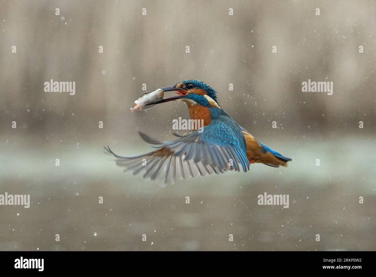 Un viaggio di pesca di successo per il kingfisher. Bourne, Inghilterra: SPLENDIDE immagini di un kingfisher che fa delle graziose immersioni e balla sotto la pioggia, gatto Foto Stock