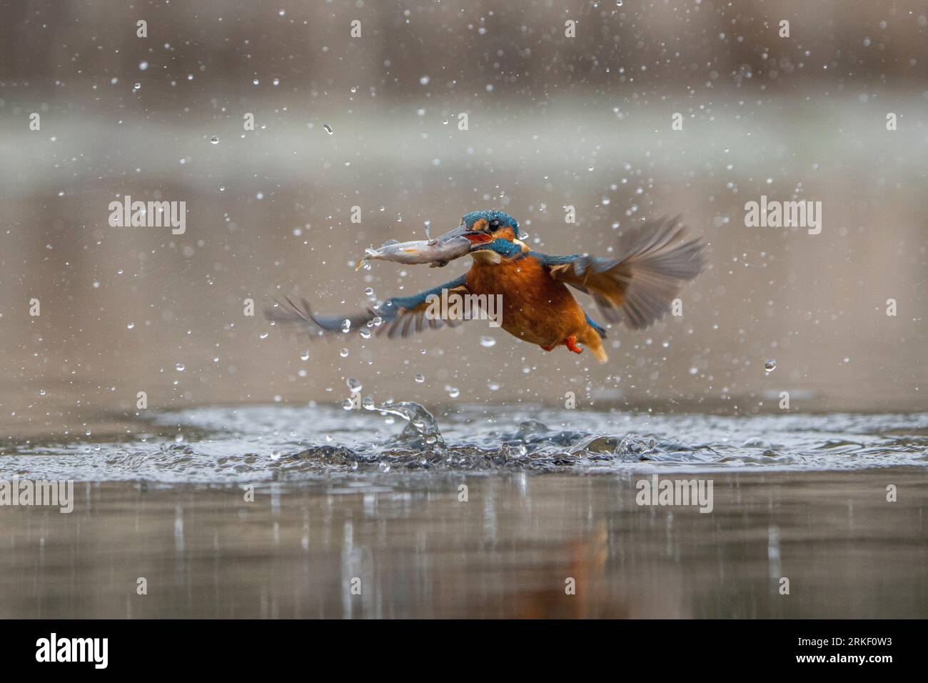 Spalmare le ali e portare il cibo a casa. Bourne, Inghilterra: SPLENDIDE immagini di un pescatore di kingfisher che fa delle graziose immersioni e balla sotto la pioggia, catchin Foto Stock