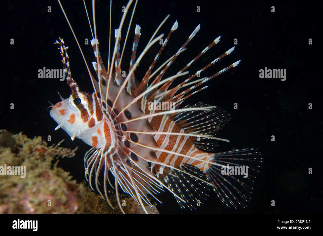 Spotfin Lionfish, Pterois antennata, Maulana Jetty, banda Neira, Maluku, banda Sea, Indonesia Foto Stock