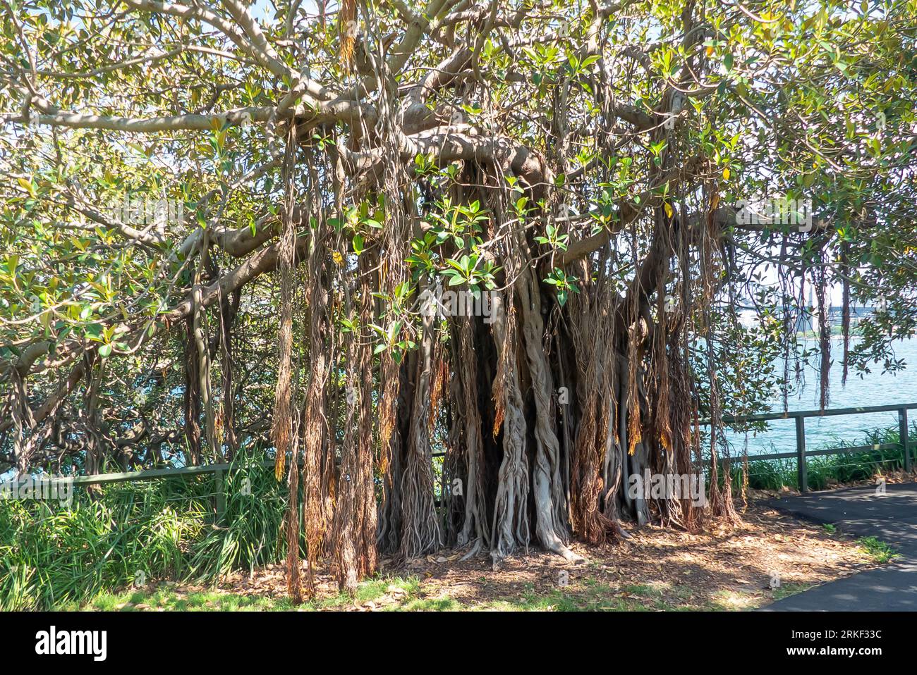 Il magnifico albero di Banyan (Ficus benghalensis) con le sue radici aeree Foto Stock