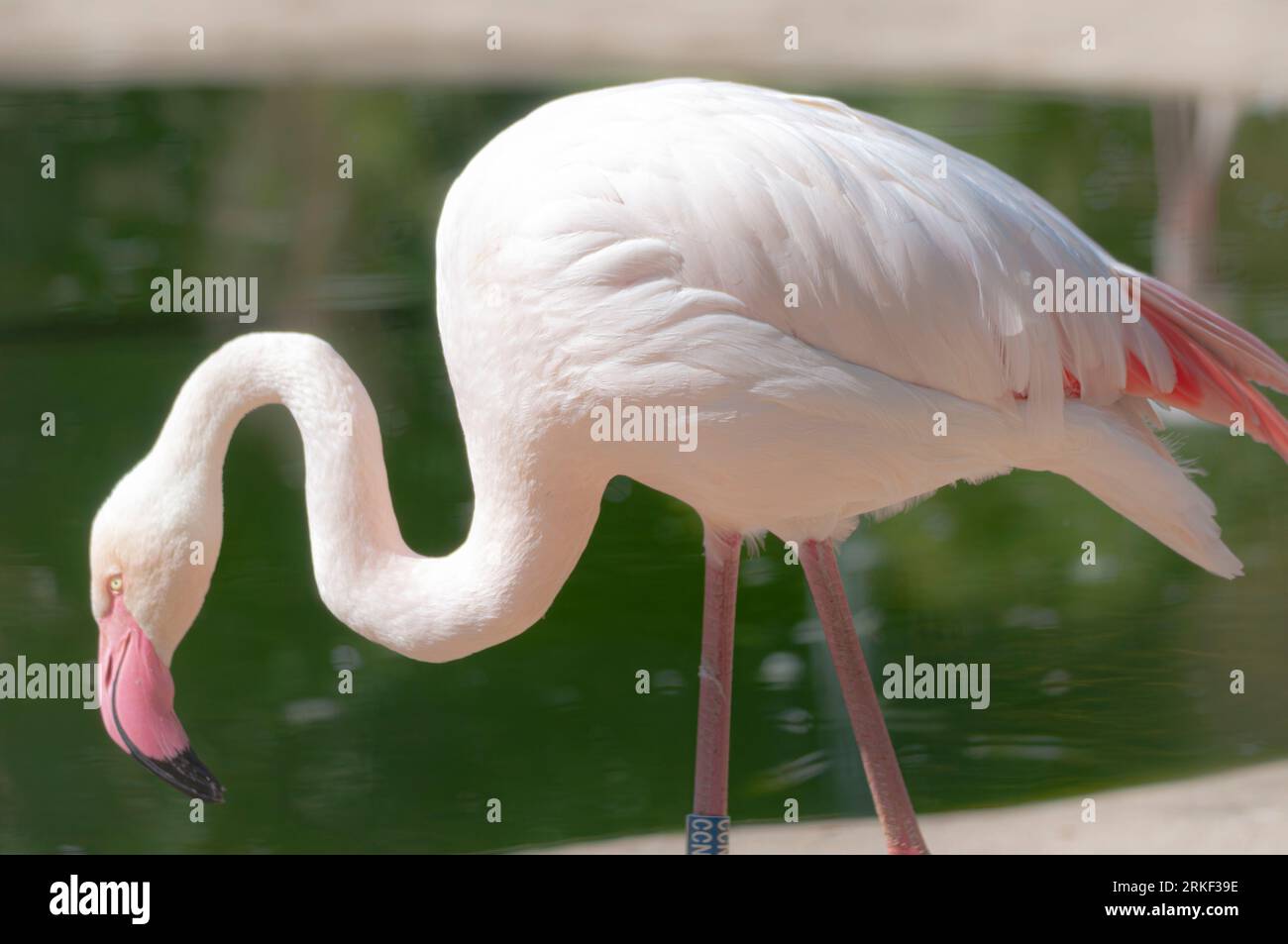 Seitenanschicht von einem Flamingo Foto Stock