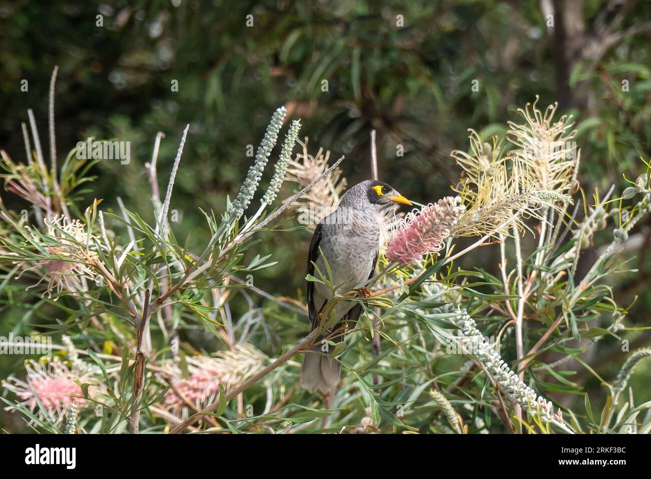 Sydney in Australia: Un uccello Myna nel giardino segreto di Wendy Whiteley Foto Stock
