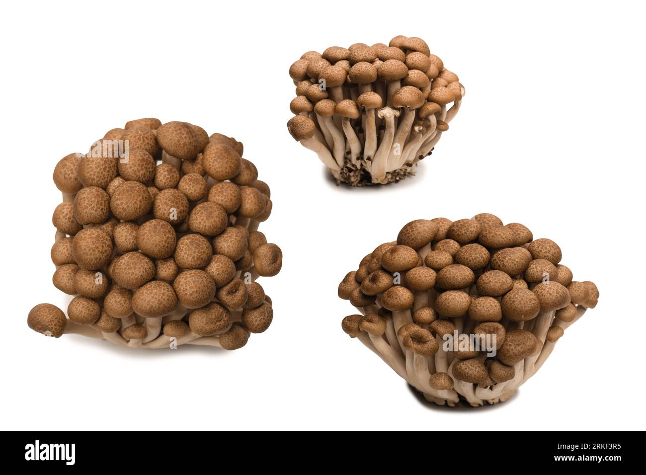 Funghi di faggio crudi isolati su fondo bianco. Foto Stock
