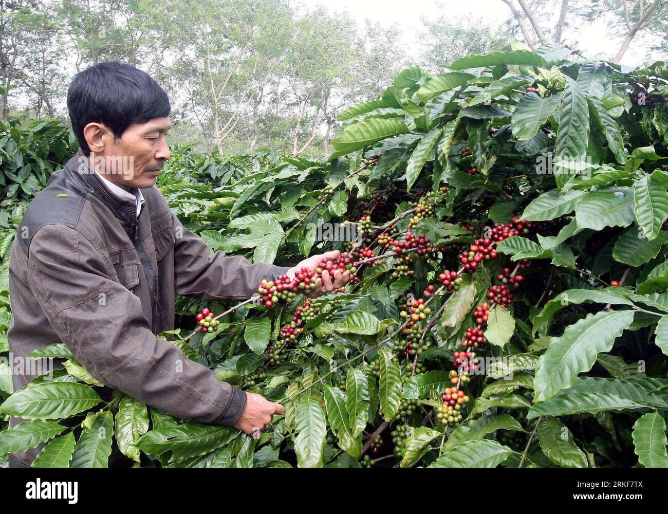 Bildnummer: 55360199 Datum: 18.05.2011 Copyright: imago/Xinhua (110518) -- DAC LAC, 18 maggio 2011 (Xinhua) -- Un coltivatore di caffè vietnamita controlla i chicchi di caffè nella provincia di DAC Lac in Vietnam 18 maggio 2011. Secondo il ministero vietnamita dell'agricoltura e dello sviluppo rurale, le esportazioni vietnamite di caffè nei primi quattro mesi di quest'anno hanno raggiunto le 674.000 tonnellate. Si stima che il Vietnam esporti 1,3 milioni di tonnellate di caffè e il valore delle esportazioni quest'anno registrerà un record di oltre 3 miliardi di dollari. (Xinhua/Meng Sheng) (lhh) VIETNAM-DAC LAC-COFFEE PUBLICATIONxNOTxINxCHN Wirtschaft Landwirtschaft kbdig xcb 2 Foto Stock