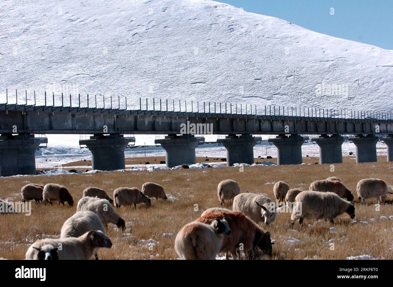 Bildnummer: 55373644 Datum: 05.12.2005 Copyright: imago/Xinhua (110520) -- LHASA, 20 maggio 2011 (Xinhua) -- la foto del file scattata il 5 dicembre 2005 mostra una mandria di capre che si nutrono vicino alla ferrovia Qinghai-Tibet a Lhasa, capitale della regione autonoma Tibet del sud-ovest della Cina. Come il luogo più vicino al paradiso, l'altopiano Qinghai-tibetano, conosciuto anche come il tetto del mondo, è un paradiso per animali selvatici come antilopi tibetani, yak selvatici e asini tibetani selvatici. Nel 1988, il governo della regione autonoma del Tibet ha elaborato una serie di metodi di attuazione per proteggere i suoi animali selvatici, seguendo la tuta del Foto Stock