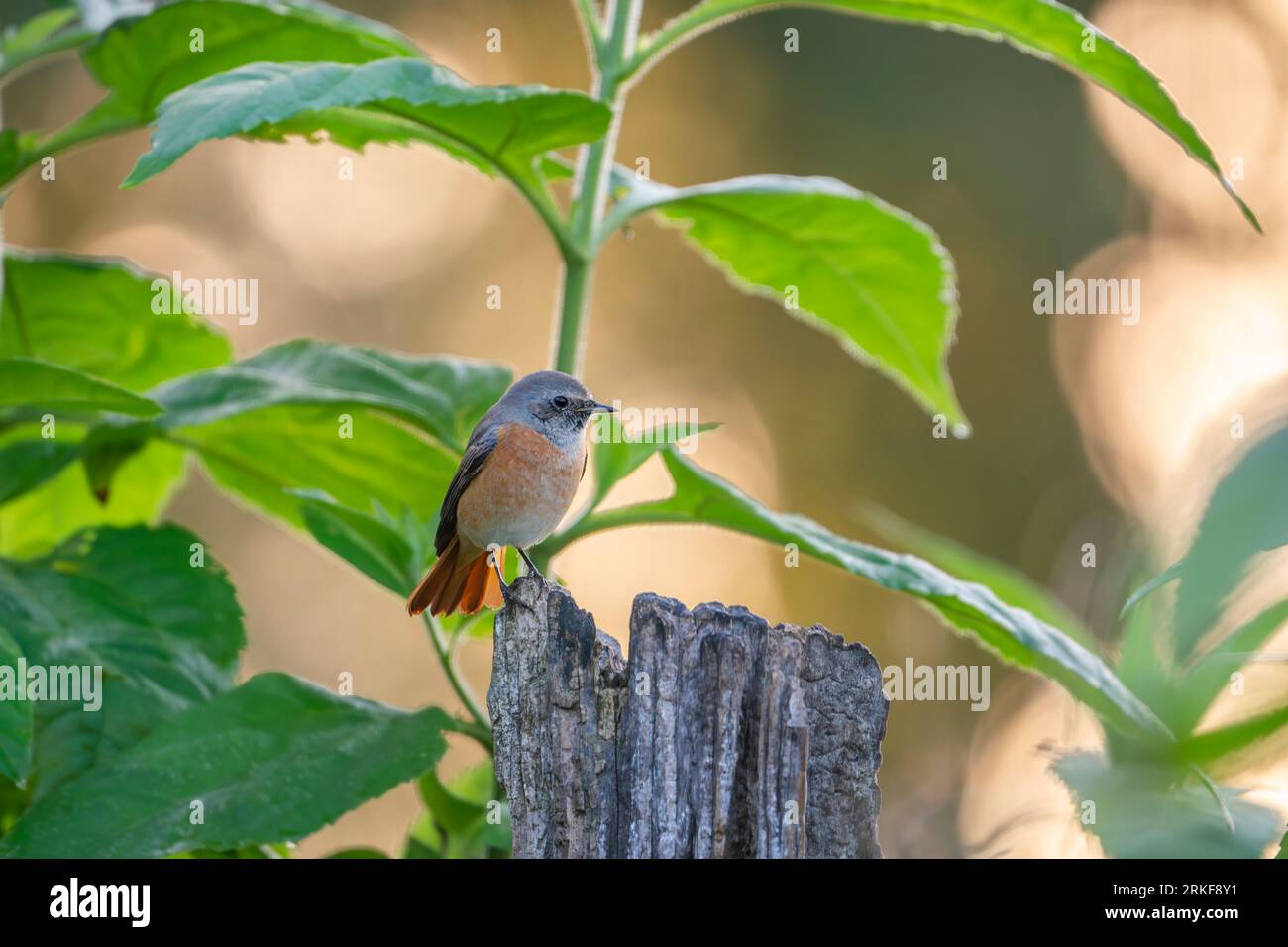 arrossamento comune al mattino Foto Stock
