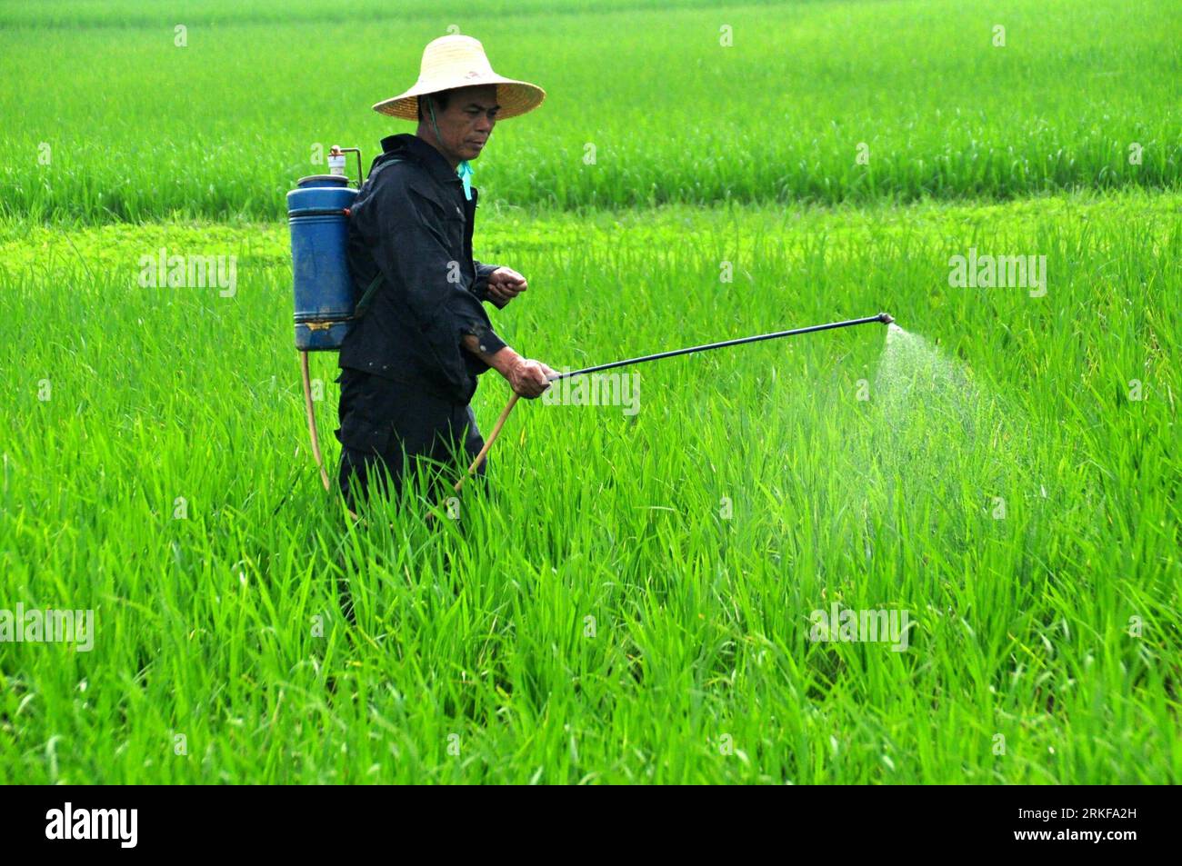 Bildnummer: 55384905 Datum: 21.05.2011 Copyright: imago/Xinhua (110521) -- NANNING, 21 maggio 2011 (Xinhua) -- Un agricoltore di Pumiao Township spray pesticida nel campo di Nanning, regione autonoma Guangxi Zhuang della Cina meridionale, 21 maggio 2011. L'ottavo periodo solare di Grain Full , un marcatore stagionale cinese che dice agli agricoltori di lavorare sodo per garantire un raccolto quando il grano diventa pieno, cade sabato. (Xinhua/Lu Bohan) (yyq) (ljh) #CHINA-GRAIN FULL-BUSY FARMING SEASON (CN) PUBLICATIONxNOTxINxCHN Wirtschaft Landwirtschaft China kbdig xsp 2011 quer o0 Reis, Reisanbau, Anbau, Pestizide, Schädlin Foto Stock