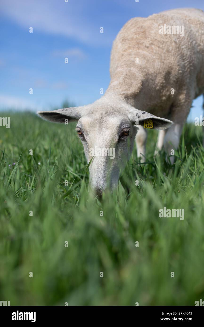 Le pecore si piegano verso il basso per mangiare erba Foto Stock