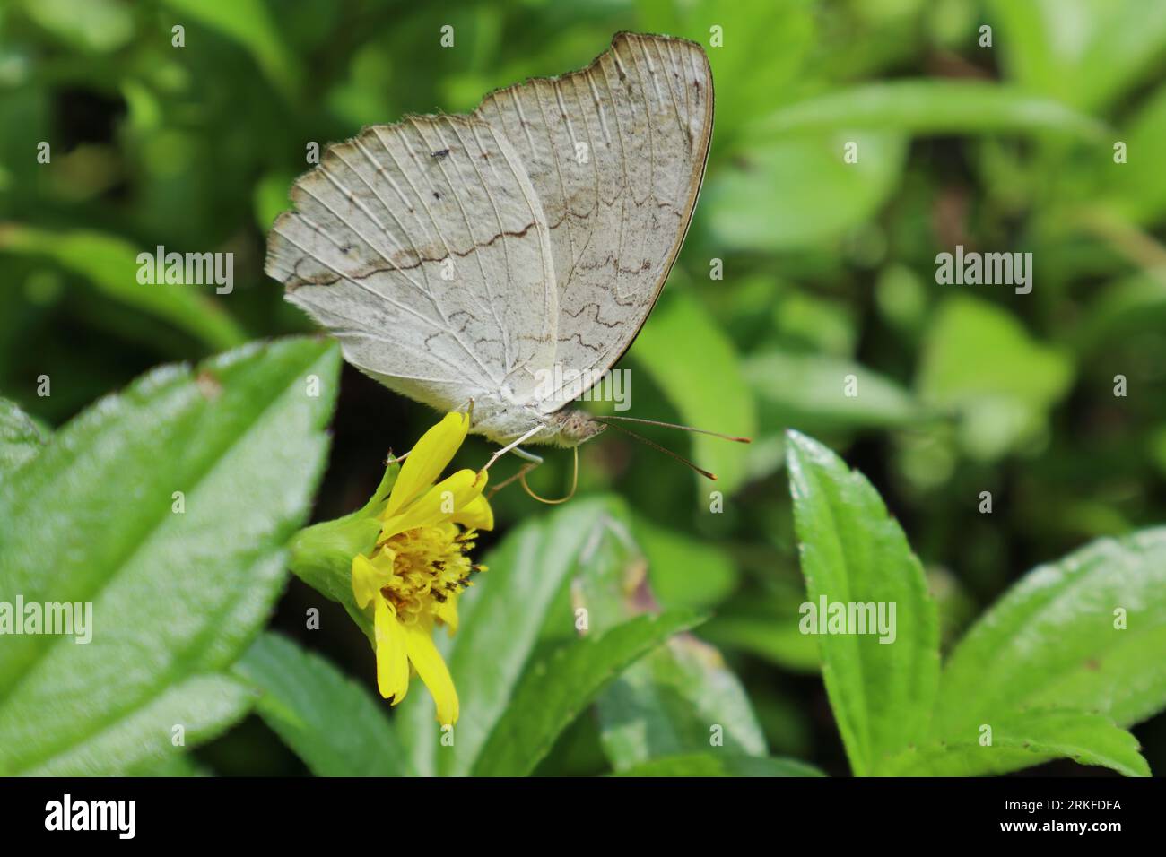 Splendida vista frontale di una farfalla grigia Pansy (Junonia Atlites) che cerca di raccogliere nettare da un fiore di margherita di Singapore Foto Stock