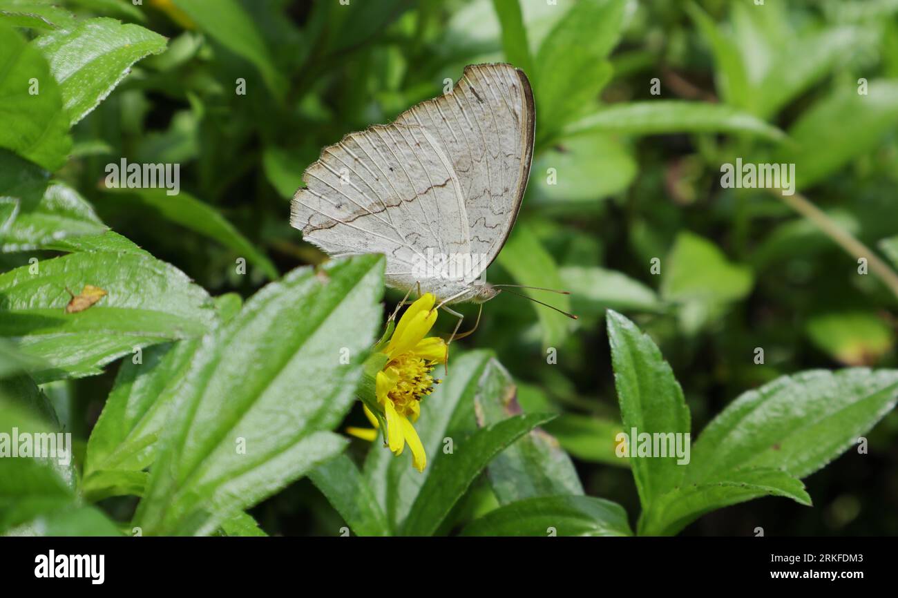 Una farfalla grigia Pansy si trova su un fiore giallo, la farfalla pronta per la raccolta del nettare. La vista attraverso le foglie delle piante di Singapore Daisy Foto Stock