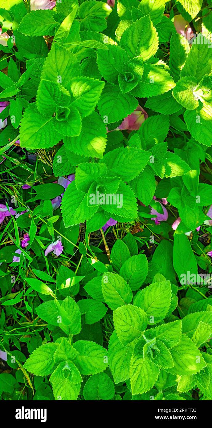 consistenza delle foglie verdi astratte, sfondo naturale. immagine verticale Foto Stock
