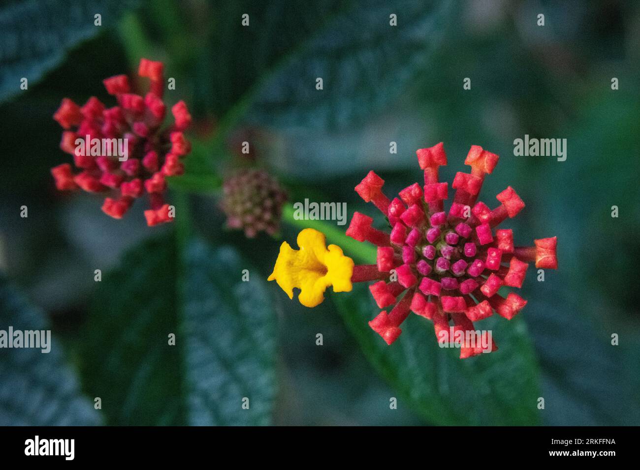 Fiori colorati nel giardino di casa Foto Stock