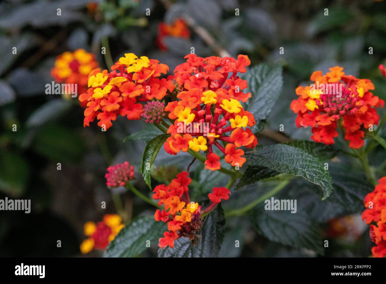 Fiori colorati nel giardino di casa Foto Stock