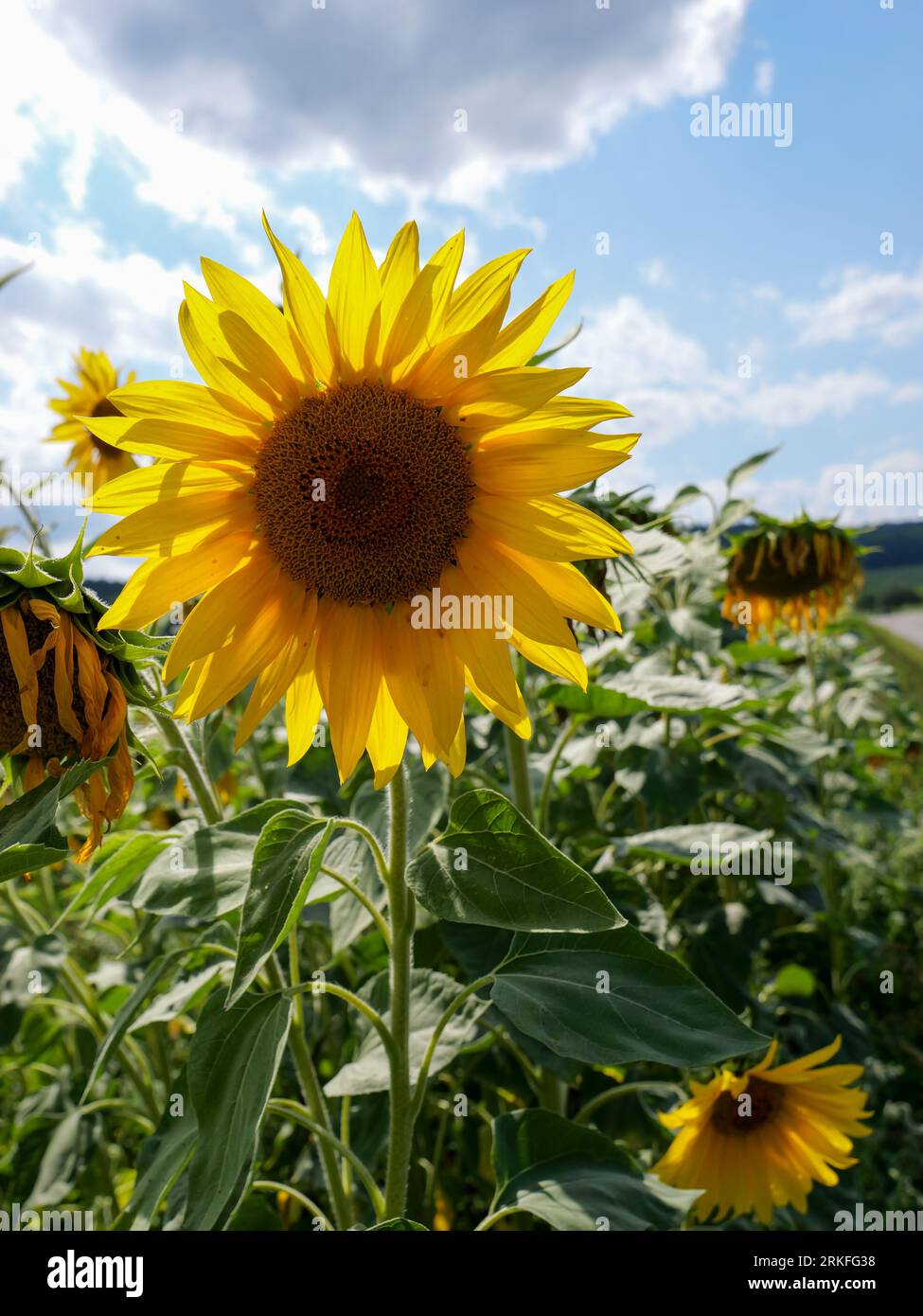 il bellissimo girasole tra i fiori appassiti Foto Stock