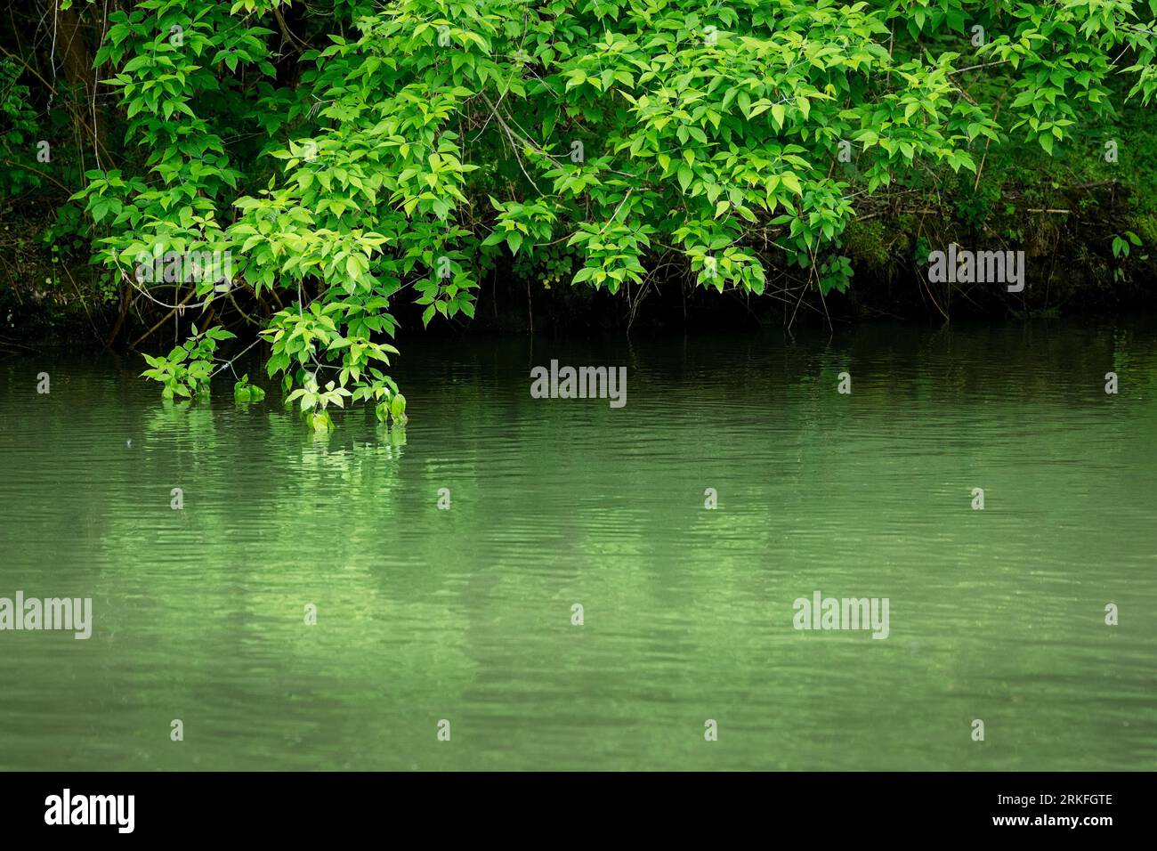 Rami verdi e frondosi sopra il fiume che si riflette Foto Stock