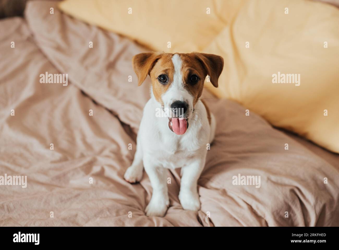 Il carino cane Jack Russell Terrier si siede sul letto e guarda la telecamera Foto Stock