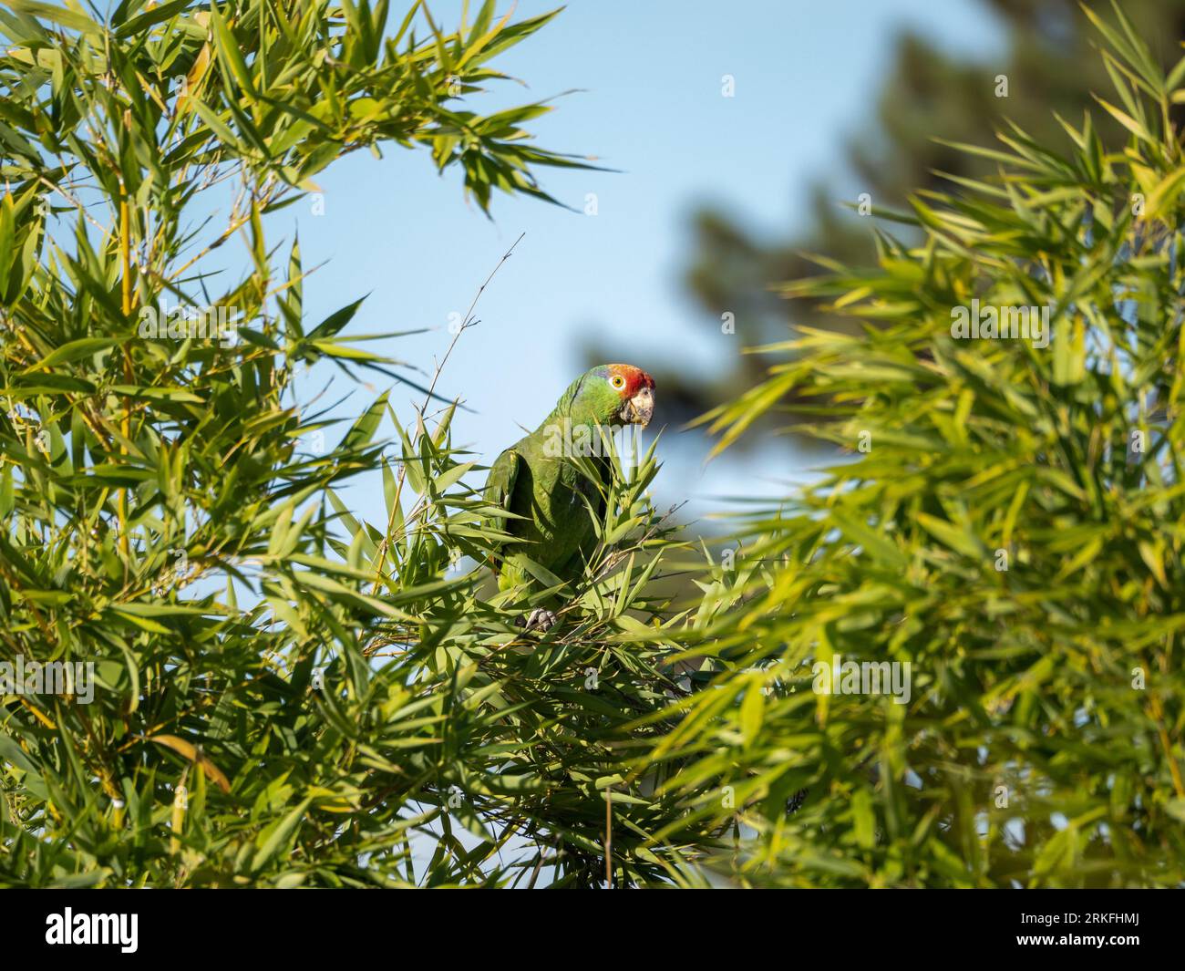 Un vivace pappagallo amazzonico dalle guance verdi arroccato in cima a un ramo di albero adornato da una lussureggiante vegetazione Foto Stock