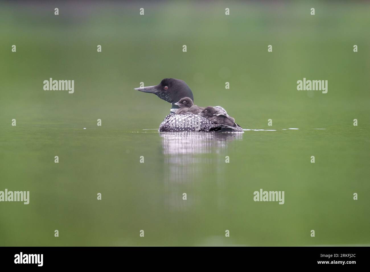 Due Loon Chicks che cavalcano sulla schiena della mamma Foto Stock Due Loon Chicks che cavalcano sulla schiena della mamma Foto Stock