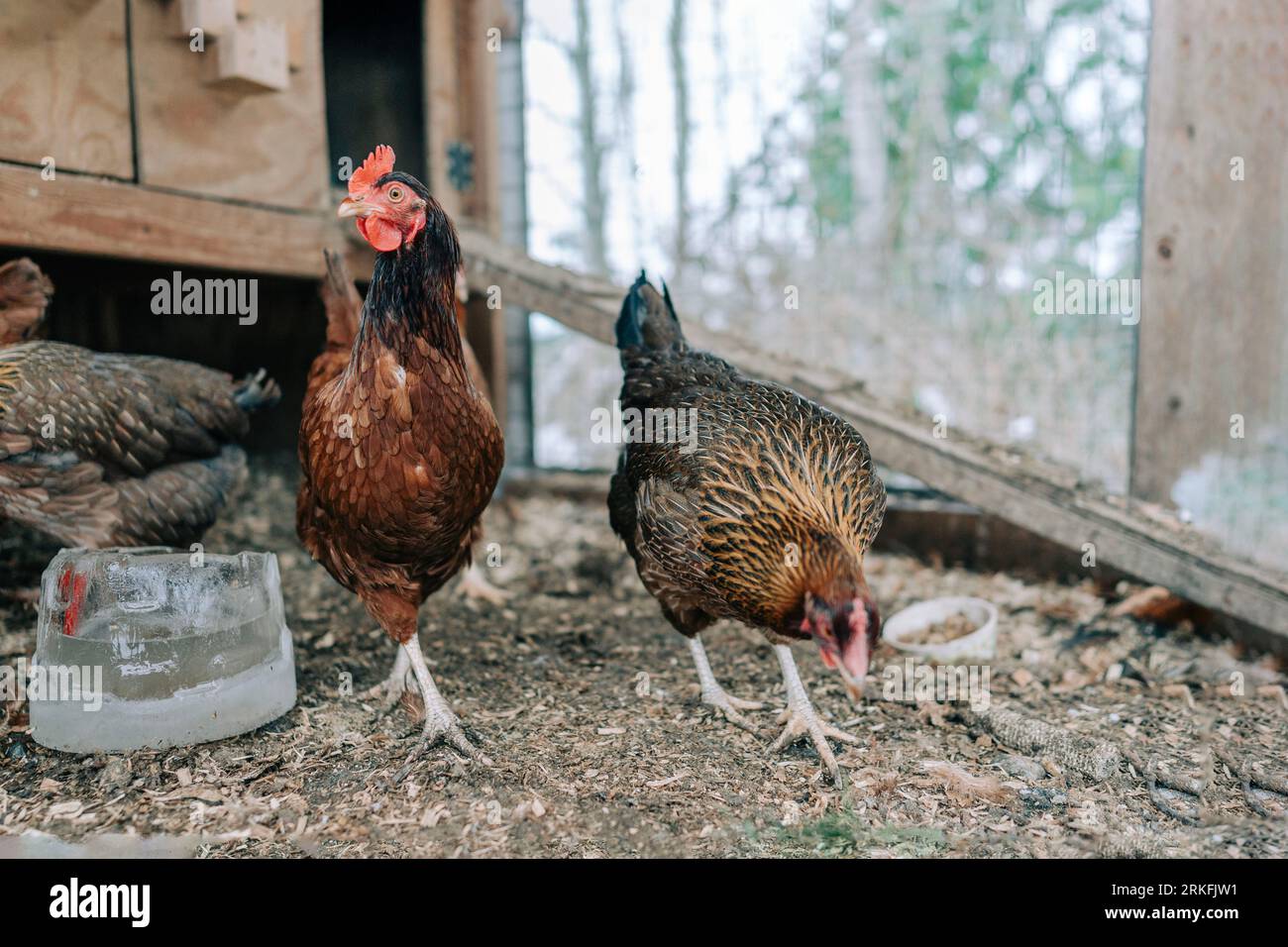 Due polli che camminano nel coop Foto Stock