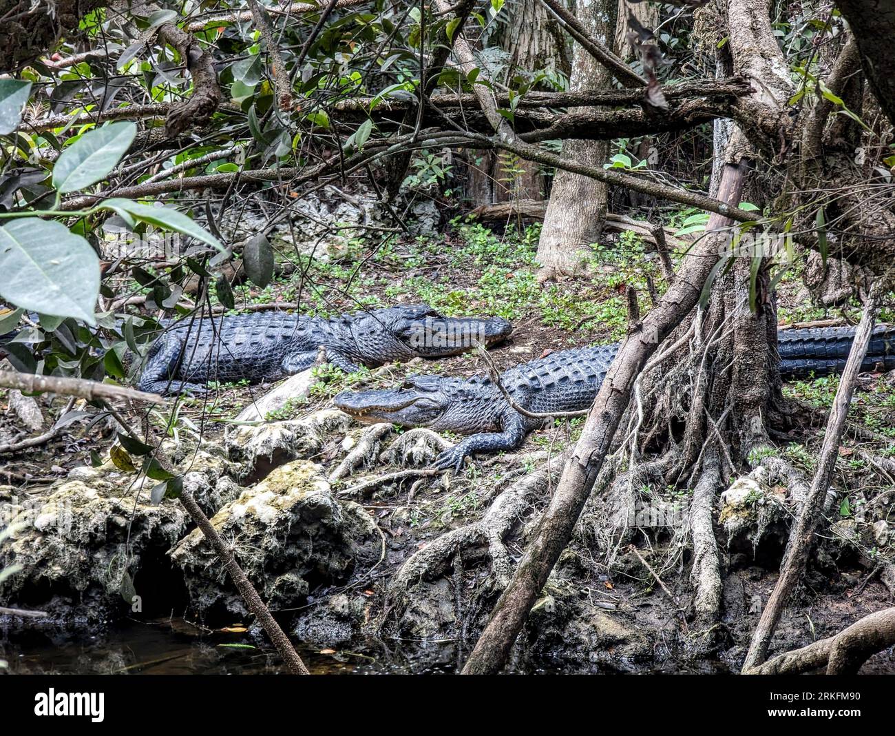 Due alligatori americani seduti in un'area erbosa con alberi sullo sfondo Foto Stock
