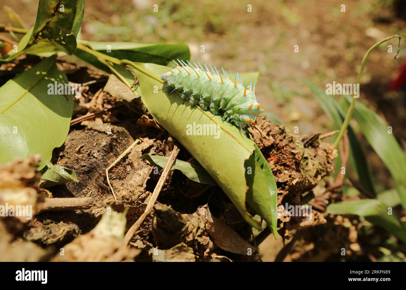 Attacus lorquini caterpillar, la falena Atlas di Phillipinean Lorquin, la famiglia di farfalle Saturniidae, una delle falene più grandi al mondo, Luzon, Filippine Foto Stock